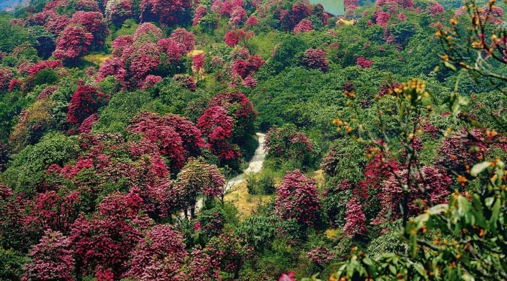 Best Places to Visit in Lachen