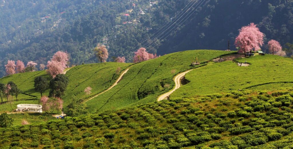 Top 11 Attractions & Best time to Visit Ravangla