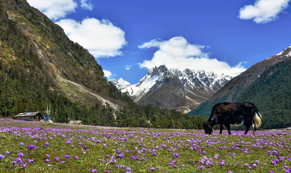 Valley of Flowers Sikkim, India